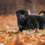 Jesienne szczeniaczki - fotografia