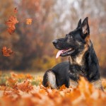 Dhara&Kesh - fotografia