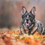 Dhara&Kesh - fotografia