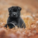 Jesienne szczeniaczki - fotografia