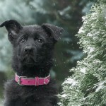 Zima, zima, zima - fotografia