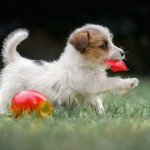 Jack Russell Terrier - fotografia