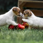 Jack Russell Terrier - fotografia