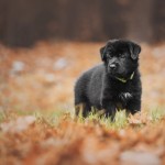 Jesienne szczeniaczki - fotografia