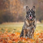 Dhara&Kesh - fotografia