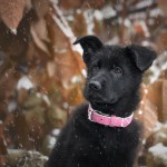 Zima, zima, zima - fotografia