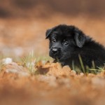 Jesienne szczeniaczki - fotografia
